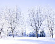 Trees with snow