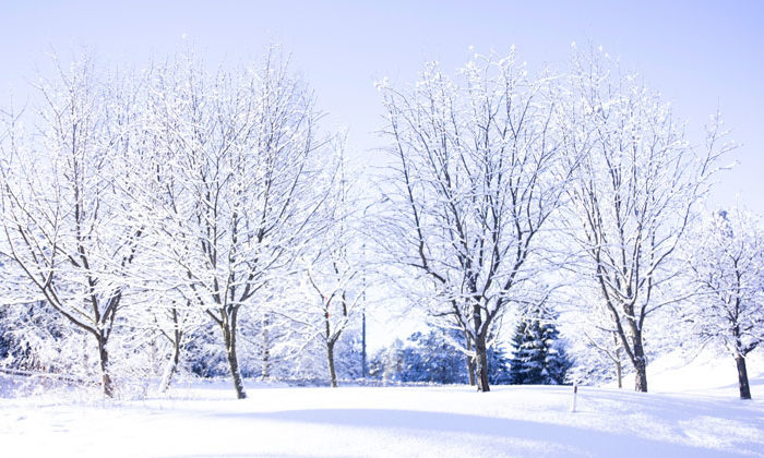 Trees with snow